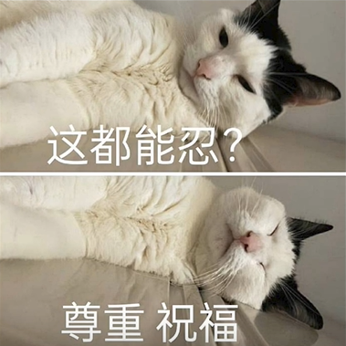 这都能忍？尊重祝福是什么梗详情