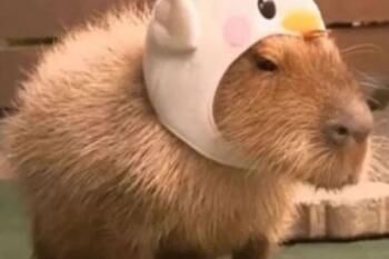 卡皮巴拉梗的来源是什么