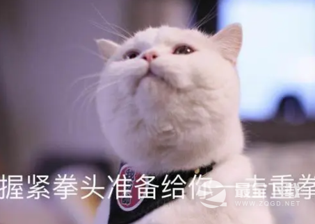那马户又鸟梗火爆的原因