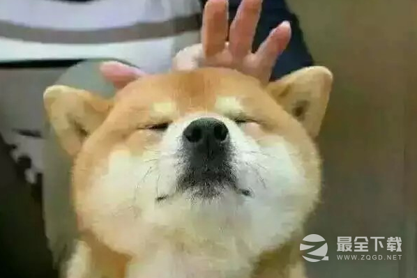 吊注孤梗有哪些含义